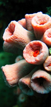 Underwater photo Kuching Sarawak Borneo Malaysia