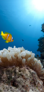 Underwater photo Kuching Sarawak Borneo Malaysia